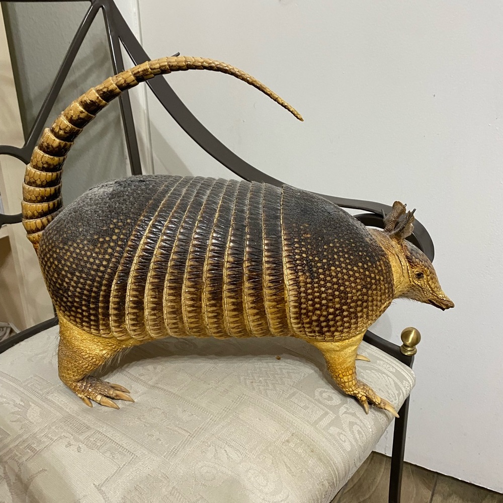 Taxidermy stuffed armadillo